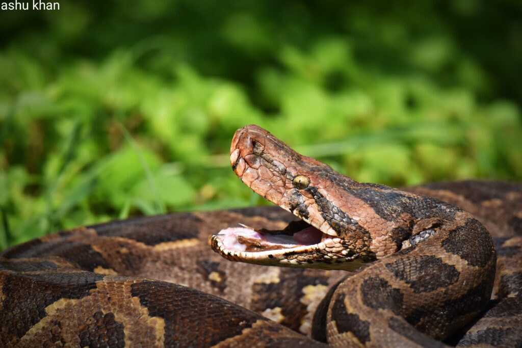  Indian Rock Python