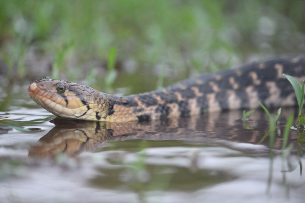 Checkered Keelback