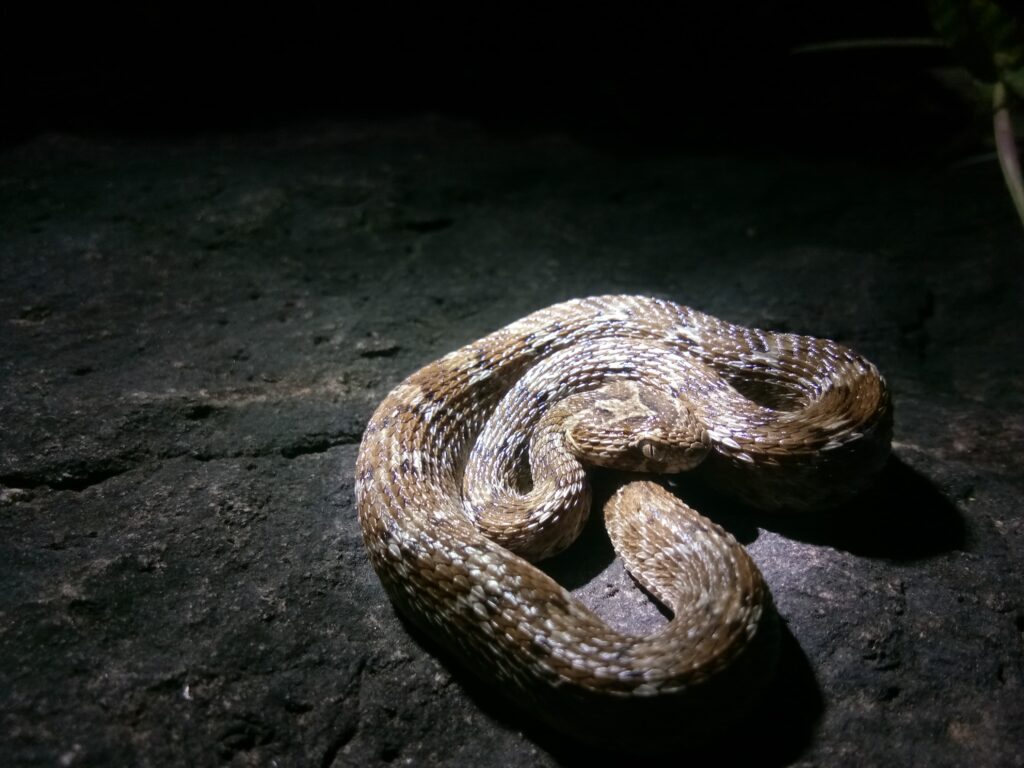 Saw-scaled Viper