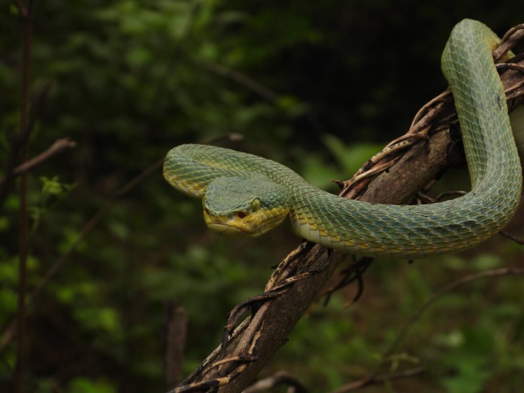 Bamboo Pit Viper