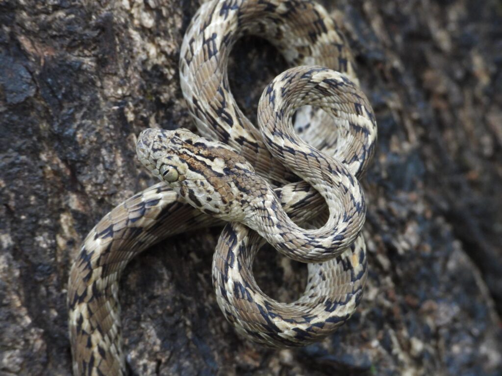 Common Cat Snake