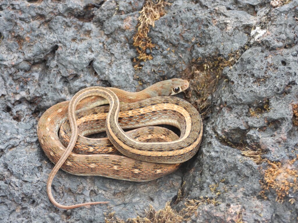 Buff Striped Keelback