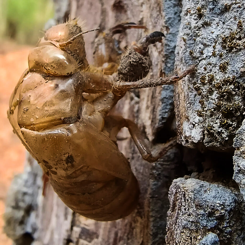 species of Cicadas in Kanha