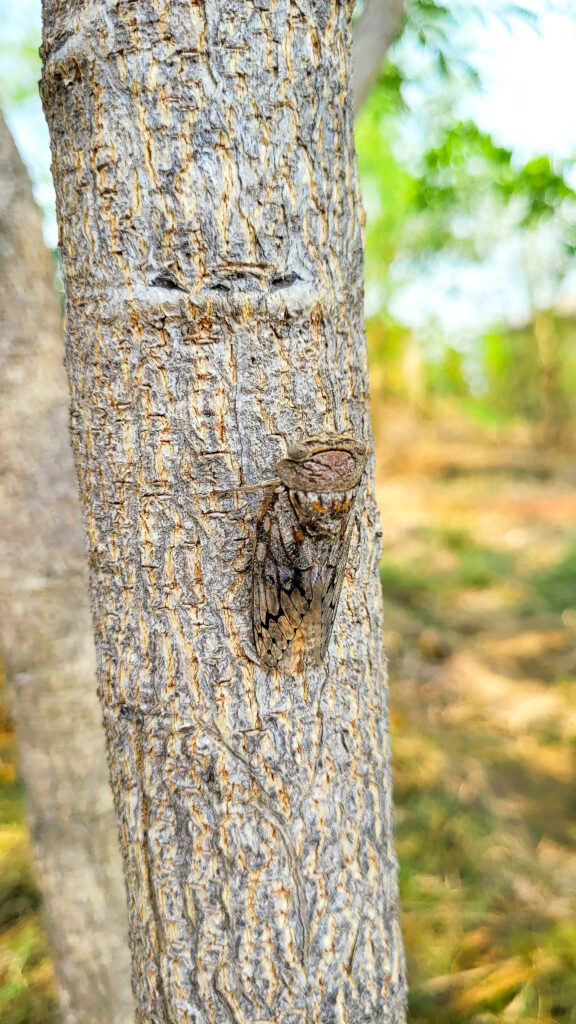 cicadas india 