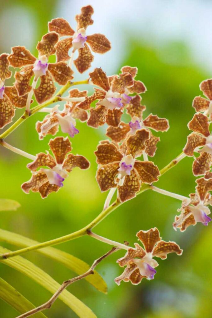 Species of orchids in India