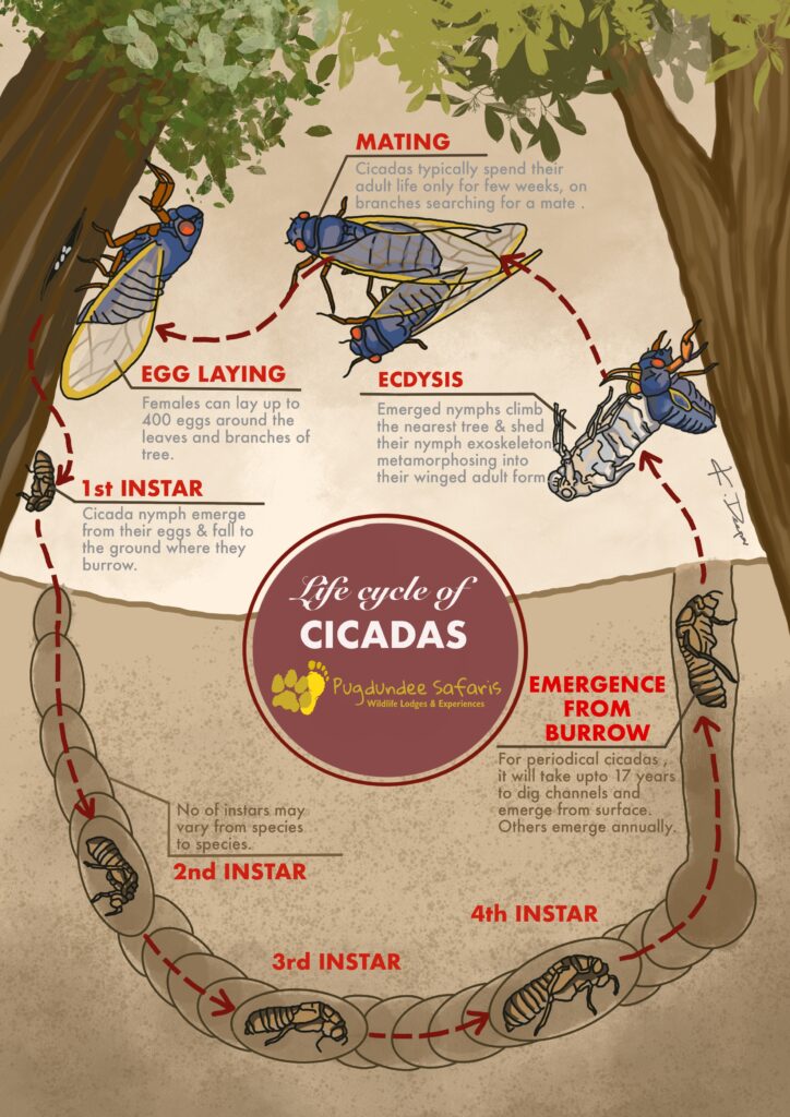 cicadas life cycle