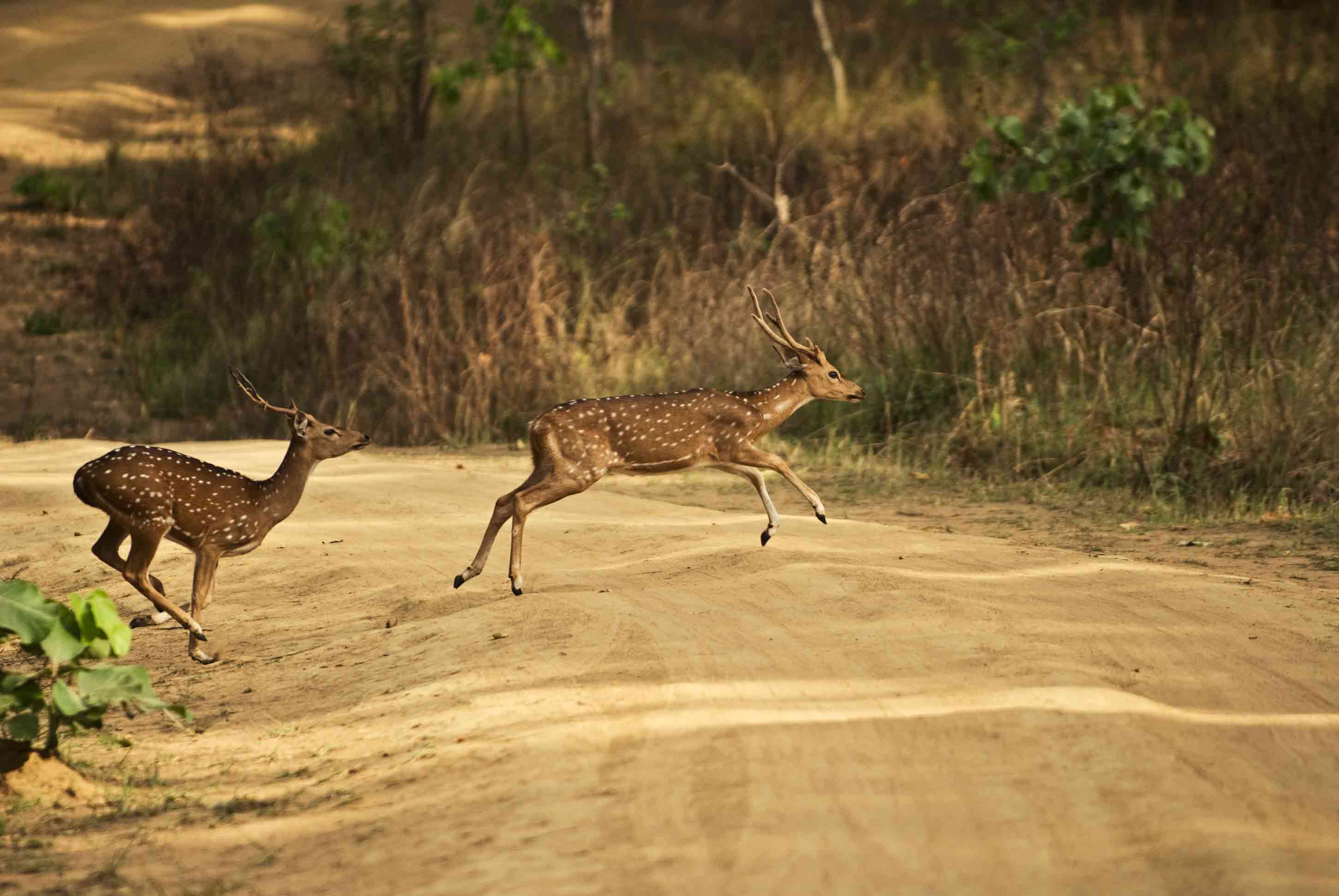 Wildlife in Kanha National Park