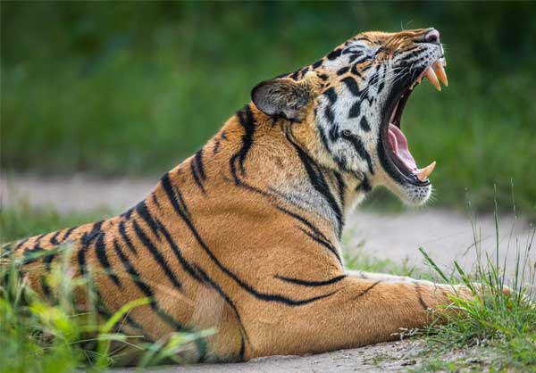 tiger-big-image